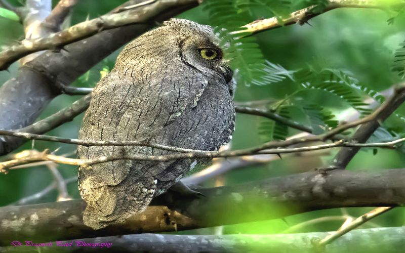 Pallid Scops-owl
